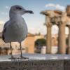Fotoreise nach Rom in Italien 
