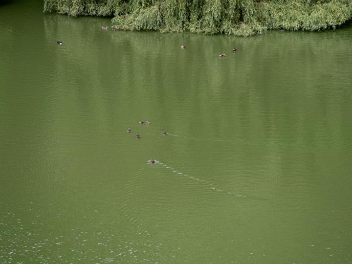 20200721-p7210056.jpg