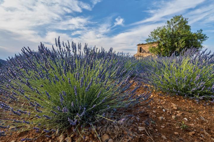 lavendel_neu2.jpg