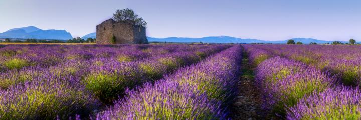 provence-3.jpg